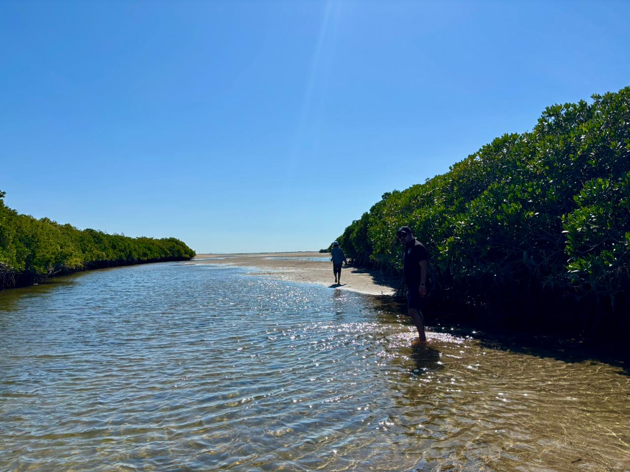 Isla Tiburón — flora y fauna